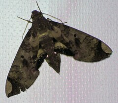Pachylia ficus