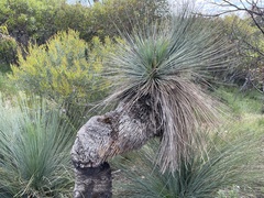 Xanthorrhoea quadrangulata