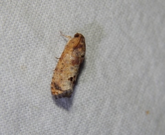Cryptophlebia peltastica