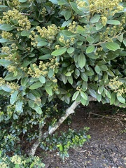 Cryptocarya triplinervis