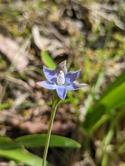 Thelymitra pauciflora