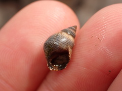 Littoraria pintado