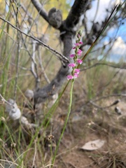 Spiranthes australis