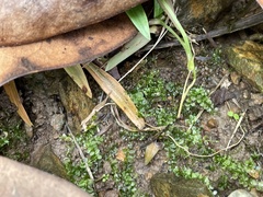 Plagiomnium cuspidatum