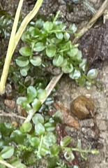 Plagiomnium cuspidatum