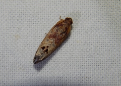 Cryptophlebia peltastica