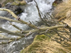 Carmichaelia crassicaulis