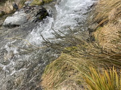 Carmichaelia crassicaulis