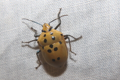 Augocoris gomesii