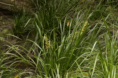 Lomandra hystrix