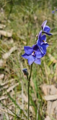 Thelymitra juncifolia