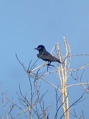 Chelidoptera tenebrosa