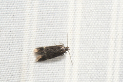 Anacampsis