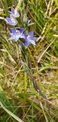 Thelymitra arenaria