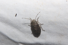 Discocephalinae