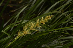 Lomandra hystrix