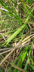 Thelymitra arenaria