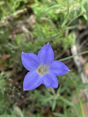 Wahlenbergia stricta