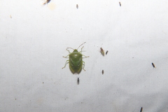 Glaucioides