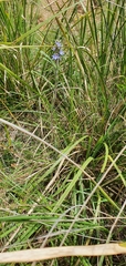 Thelymitra arenaria