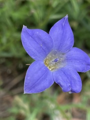 Wahlenbergia stricta