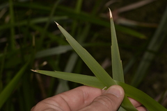 Lomandra hystrix