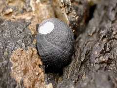 Nerita picea