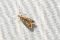 Dichomeris punctipennella