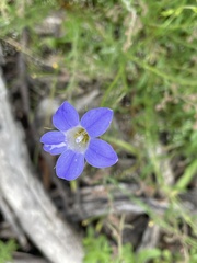 Wahlenbergia stricta
