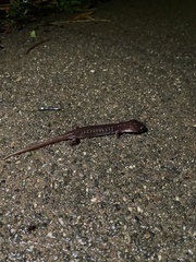 Aneides lugubris