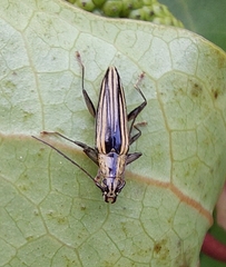Navomorpha sulcata