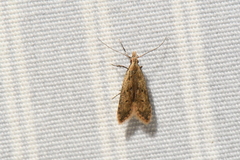 Dichomeris punctipennella