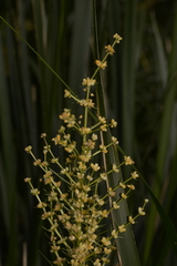 Lomandra hystrix