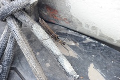 Pseudophasma castaneum