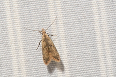 Dichomeris punctipennella