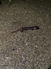 Aneides lugubris