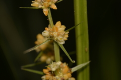 Lomandra hystrix