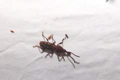Arrhenodini