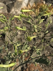 Nicotiana paniculata