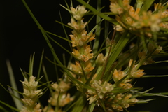 Lomandra hystrix