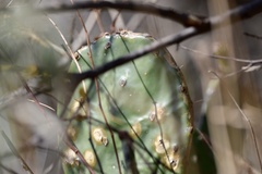Opuntia megapotamica