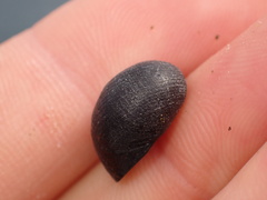Nerita picea