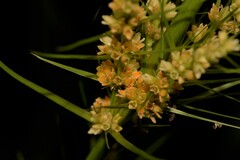 Lomandra hystrix