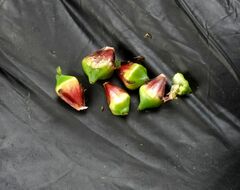 Sparganium erectum erectum