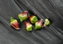 Sparganium erectum erectum