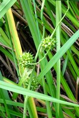 Sparganium erectum erectum