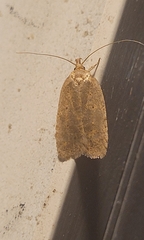 Agonopterix clemensella