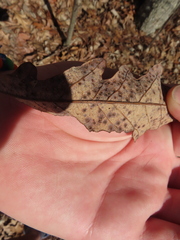 Neuroterus tantulus