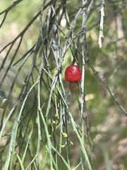 Exocarpos cupressiformis