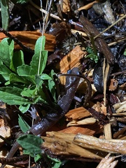 Aneides lugubris